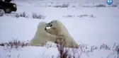 Kutup Ayıları Kar Yağışının Tadını Çıkardı