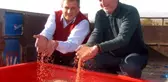 Araban Ovası'nda makarnalık buğday ekimine başlandı