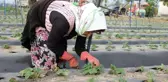 Aydın'da kuraklık çileği de etkiledi, üretici beklentilerini düşürdü
