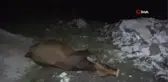 Pendik'te otomobil yola çıkan büyükbaş hayvanlara çarptı