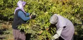 Kestanenin hasadına başlandı