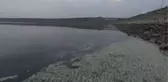 ŞANLIURFA - Baraj göletinde toplu balık ölümleri üzerine inceleme başlatıldı