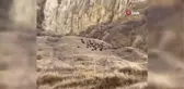 Doğa fotoğrafçısı, vaşak görüntülemeyi umarken domuz sürüsüyle karşılaştı...O anlar kameraya yansıdı