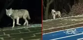İlçe merkezine inen kurt kamerada! Vatandaşların sık kullandığı kaldırımda öylece bekledi