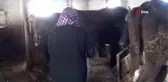 Orman ve Su İşleri Bakanlığı'ndan manda yetiştiriciliğine destek