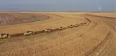 ŞANLIURFA - Türkiye'nin en büyük tarım işletmesinde mısır rekoltesi beklentisi 120 bin ton