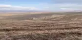 Yaban hayatı fotoğrafçısı domuz sürüsünü görüntüledi