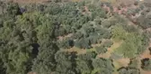 Zeytinciliği geliştirmek için seferber oldular