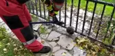 Bahçedeki tel örgüye sıkışan kirpi kurtarıldı