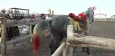 Öğretmenler at binip ok attılar