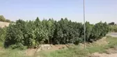 Ekonomik krizdeki Afganistan'da dünya uyuşturucu trafiğinin kaynağı kenevir ekimi sürüyor