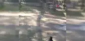 Kadıköy'de veterinerde 'mahsur köpek' krizi
