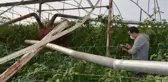Serik'te yağmur ve fırtına sonrası tarım alanlarında zarar tespiti