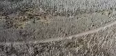 Dünyanın en yaşlı ağaçları - 80 bin yaşındaki köklerinden beslenen Pando