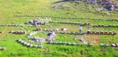 Ödüllü Eğriçayır balı Hollanda'da tüketilecek