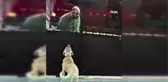 Son Dakika | İlginç hırsızlık kamerada: Önce köpeğin saldırganlığını test etti, sonra çaldı