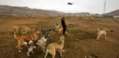 Son dakika! Köpeklerin drone ile imtihanı kamerada