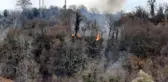 Sinop'ta orman yangını