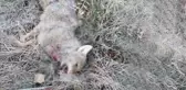 Aç kalınca şehir merkezine inen kurt, köpeklere yakalanınca acı son kaçınılmaz oldu