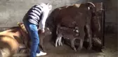 Karslı besici üçüz buzağıları 