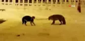 Kedi ile tilkinin kavgası kamerada