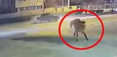 Aniden yola fırlayan atlar kazaya neden oldu! Hayvanın acı içinde kıvranışı yürek burktu