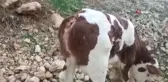 Kuyruksuz olarak dünyaya gelen buzağı görenleri şaşırttı