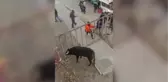 Güreş festivalinde bariyerleri kıran boğa seyircilere saldırdı