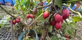 Güney Amerikalı Tamarillo Rize'yi sevdi