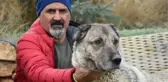 KANGAL KÖPEKLERİ, 'KIŞLIK ZIRHLARINI' GİYİYOR