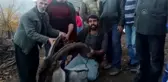 Mahalleye inen dağ keçisi tekrar doğaya bırakıldı