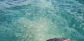Marmara'da denizanası istilası