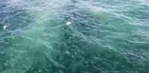 Marmara Denizi'nde denizanası popülasyonu arttı