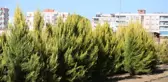 'YILBAŞI FİDANLARINI MANAVGAT'A DİKİN' ÇAĞRISI