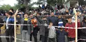 Balıkesir'de sezonun ilk deve güreşi yapıldı