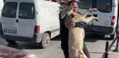 Öldürülen köpeği ve yavrularını da yanına alıp Valiliğin önüne protestoya gitti