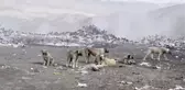 Üniversite öğrencileri sokak hayvanlarına yem verdi