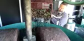 Bu da zeytin sütü