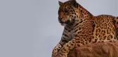 3 ülkeye sınırı olan ilimizde leopar görüldü