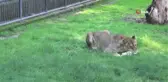 Doğa Parkı'nın yeni sakinleri: 