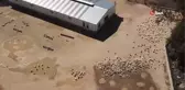 Kaz yetiştiriciliği ile üretim sağlanarak şehirlere göç engellenecek