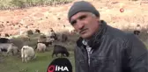 Kütahya'da 5 çoban köpeği ve yabani hayvanların zehirlendiği iddiası