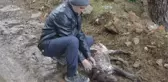 KÜTAHYA'DA HAYVANLARIN ZEHİRLİ TAVUK ETİYLE ÖLDÜRÜLDÜĞÜ İDDİASINA İNCELEME