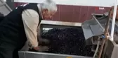 Güneydoğu'nun tahıl ambarı zeytinyağı üretiminde de iddiasını sürdürüyor