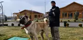 Kangal çiftliğinin gözdesi 