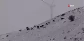 Kar altında yem arayan yılkı atları böyle görüntülendi