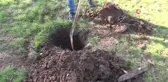 Ağaç kesen şahsa ağaç dikme cezası