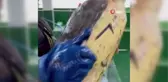 Çanakkale'de balıkçı ağlarına takılan caretta caretta denize salındı