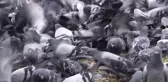 Beyaza bürünen kentte aç kalan güvercinler unutulmadı
