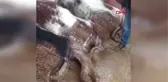 ELEKTRİK AKIMINA KAPILAN 13 İNEK ÖLDÜ
